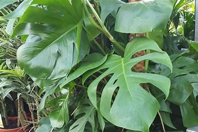 Monstera Pflanze, großes Blatt
